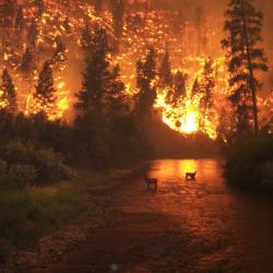 Wildfires key source of aerosols