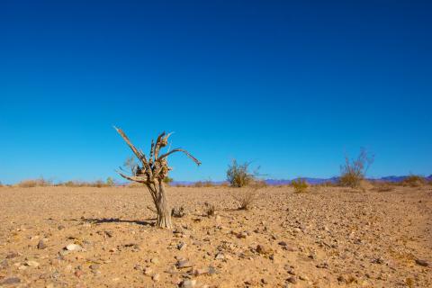 Woestijn zand vegetatie blauwe lucht